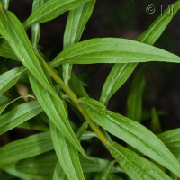 Canadian Goldenrod